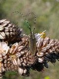 Agapanthia asphodeli